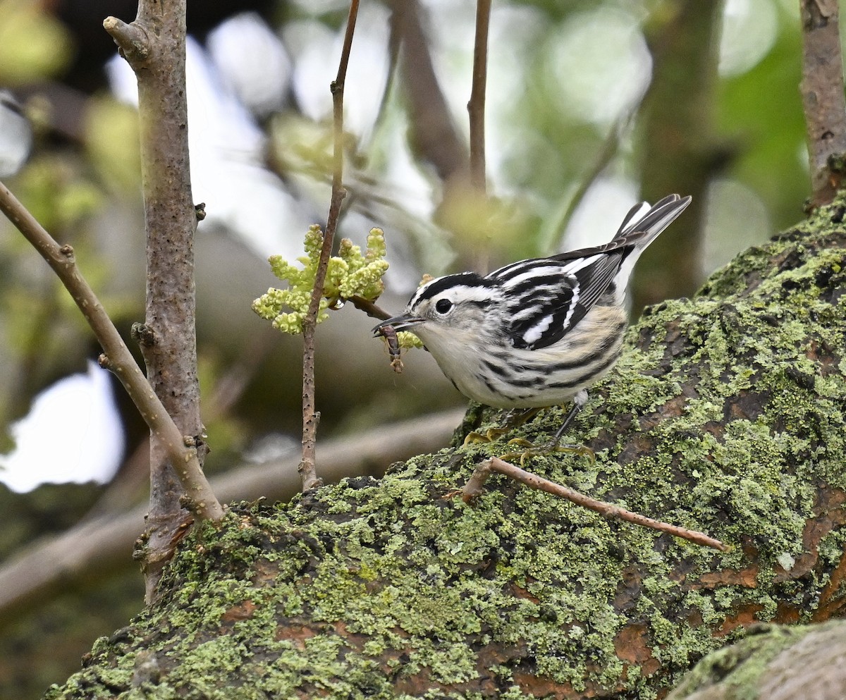 Black-and-white Warbler - ML618605862