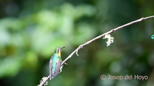 White-throated Mountain-gem (Blue-tailed) - ML618605916