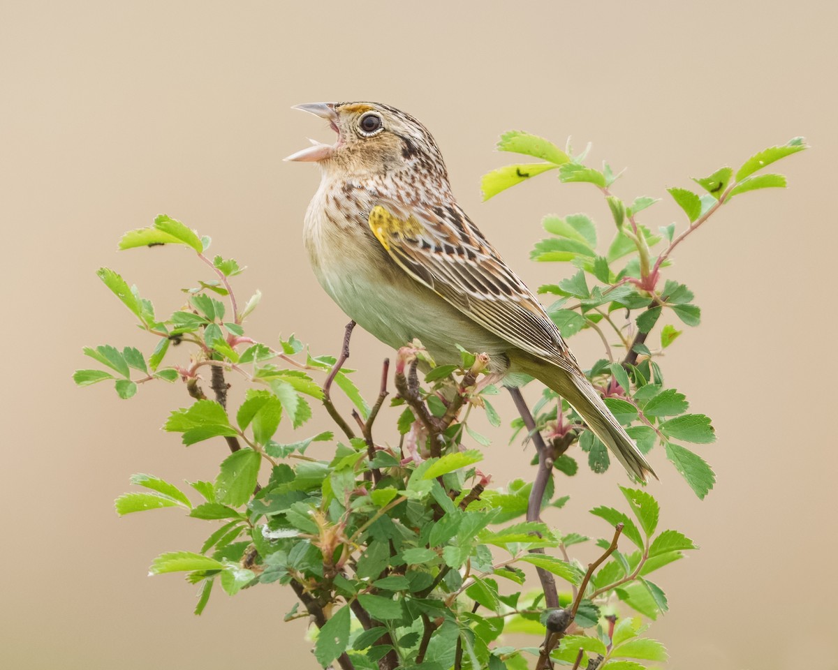 Grasshopper Sparrow - ML618606001