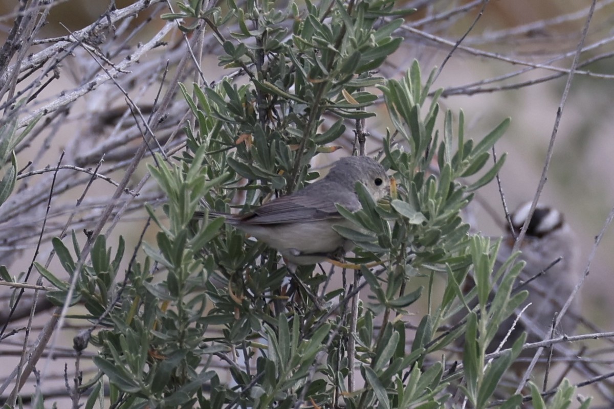 Lucy's Warbler - ML618606052