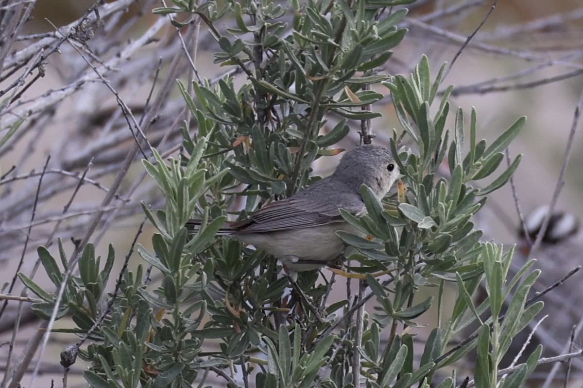 Lucy's Warbler - ML618606053