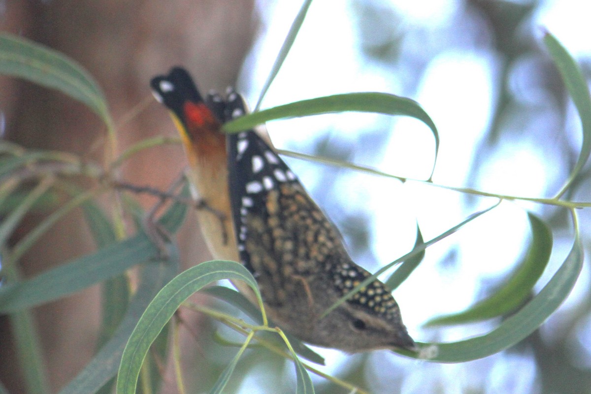 Spotted Pardalote - ML618606179