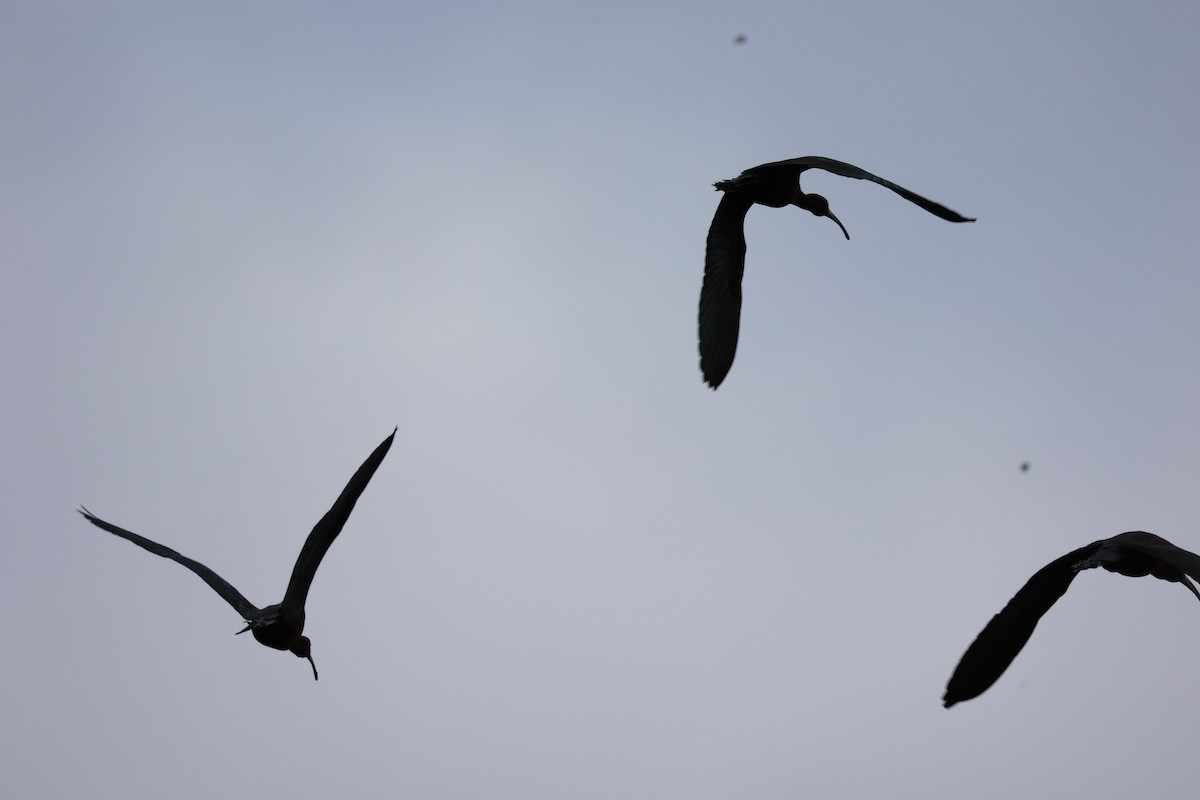 ibis americký - ML618606268