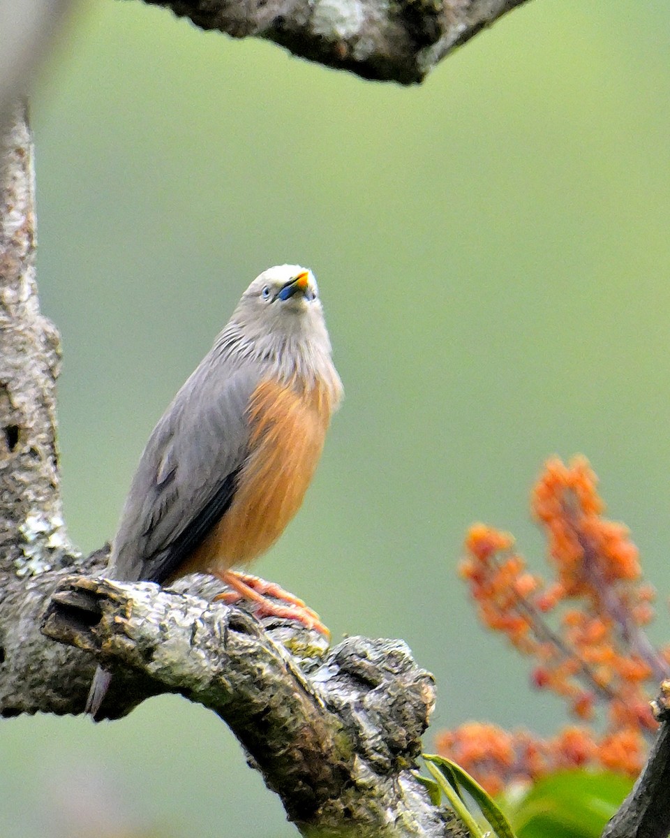 Chestnut-tailed Starling - ML618606270