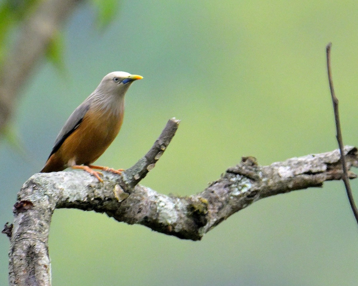 Chestnut-tailed Starling - ML618606271
