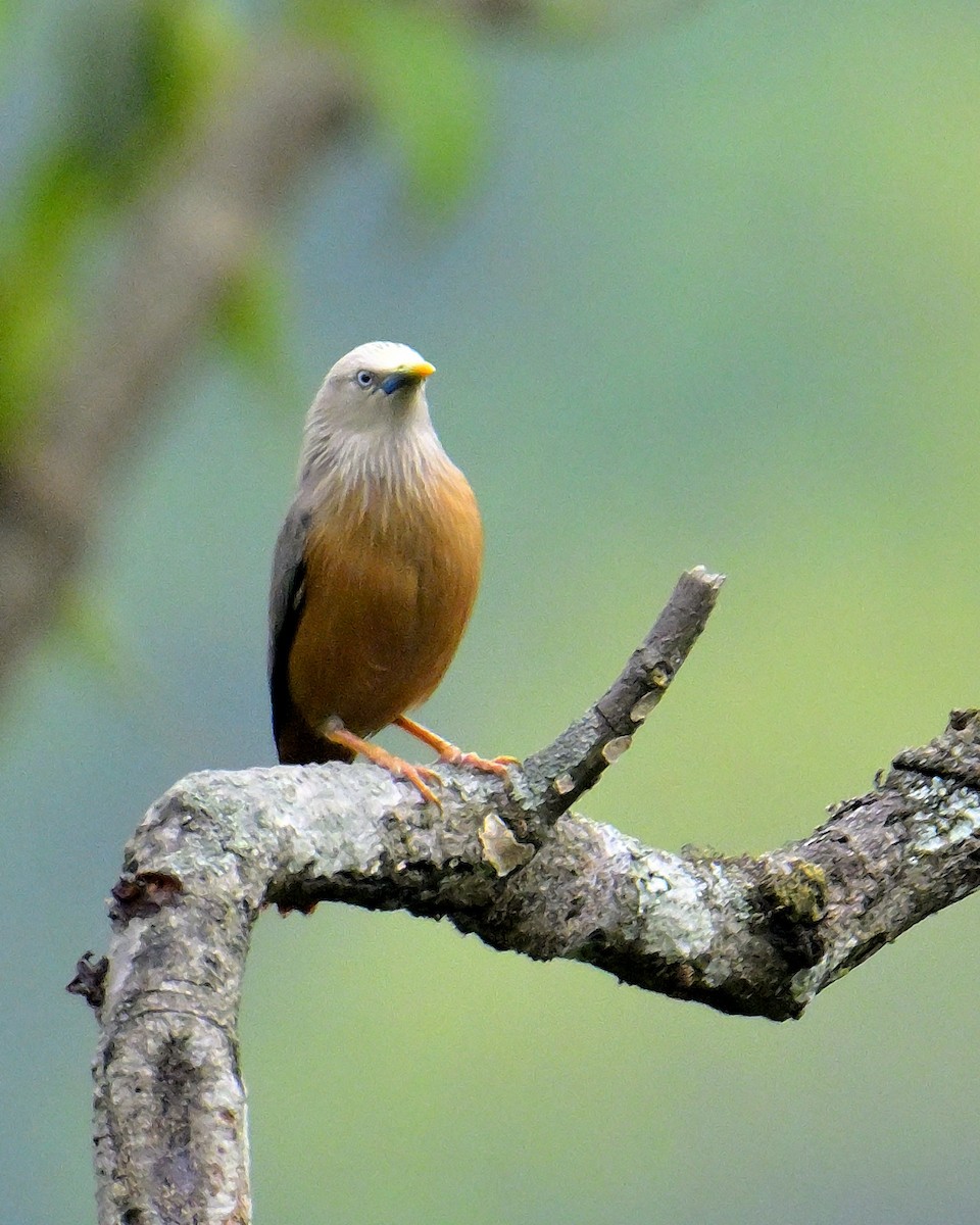 Chestnut-tailed Starling - ML618606272