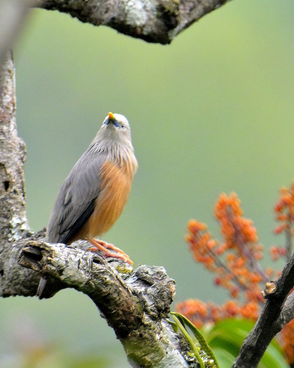 Chestnut-tailed Starling - ML618606273