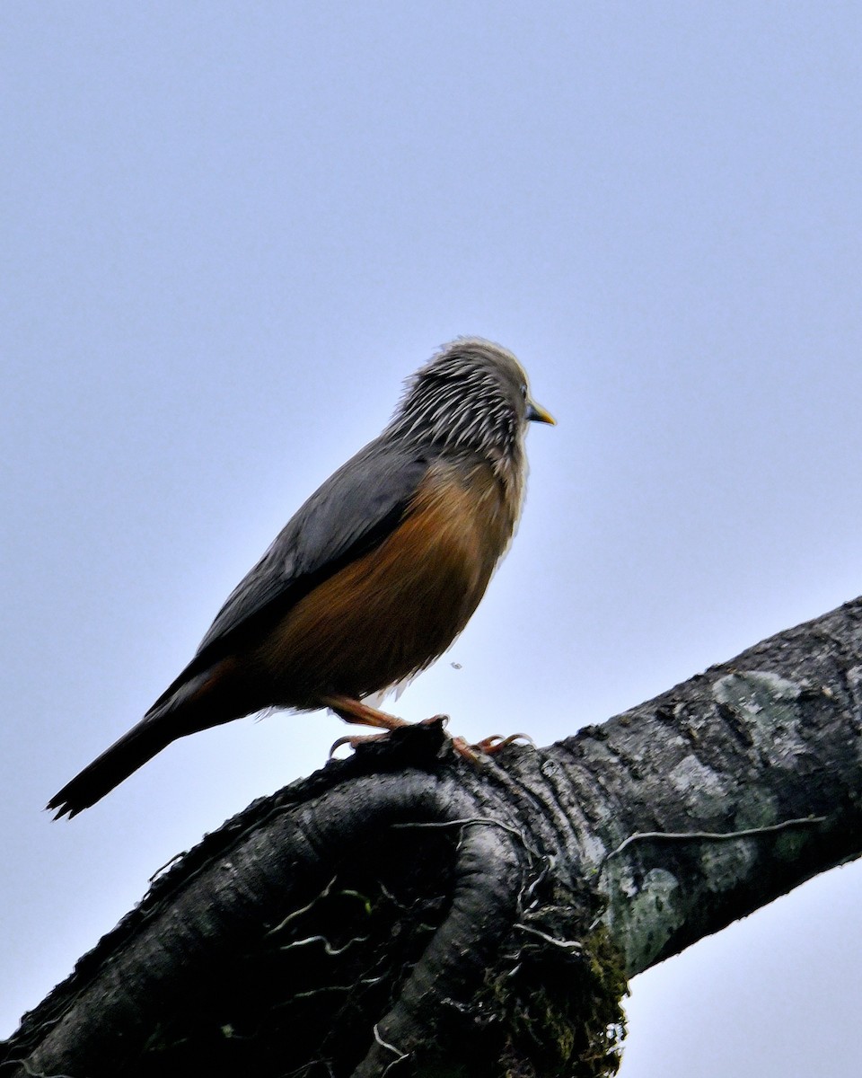 Chestnut-tailed Starling - ML618606274