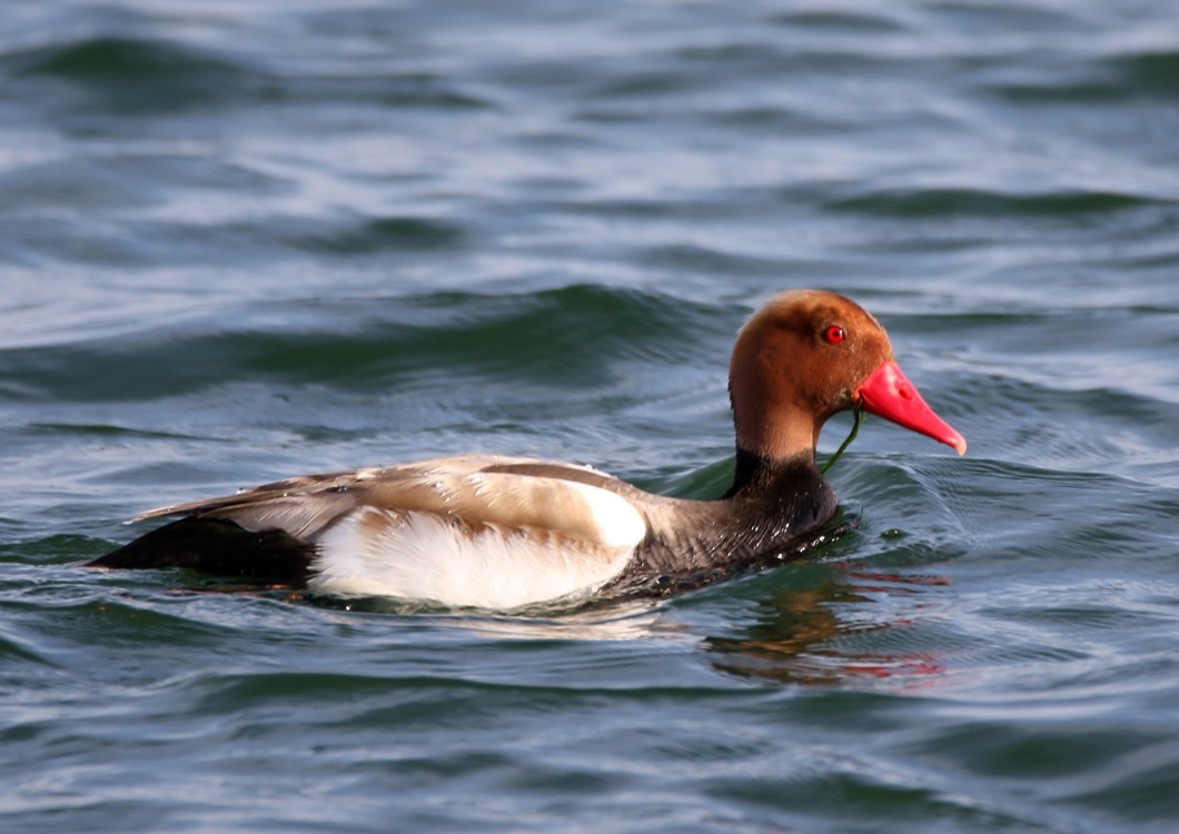 Red-crested Pochard - Jean-Guy Papineau