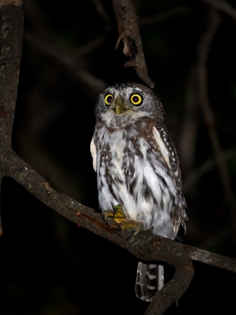 Pearl-spotted Owlet - ML618606419