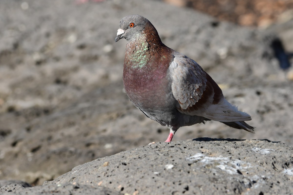 Rock Pigeon (Feral Pigeon) - ML618606478