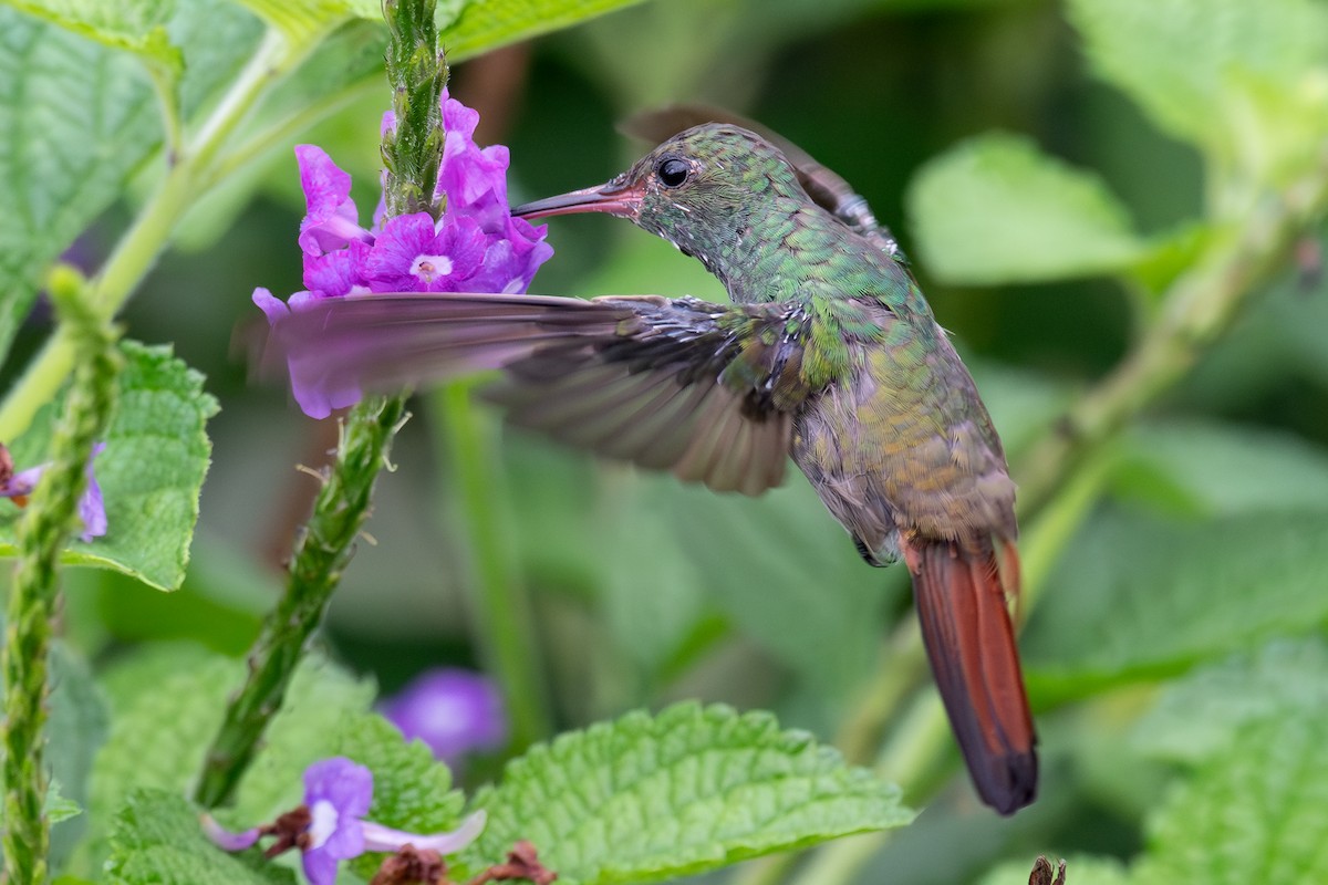 Rufous-tailed Hummingbird - ML618606484