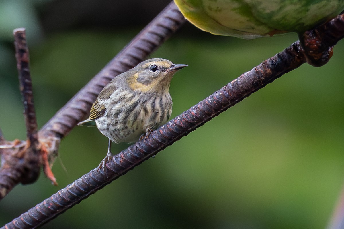 Cape May Warbler - ML618606555