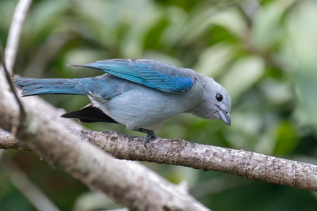 Blue-gray Tanager - ML618606580