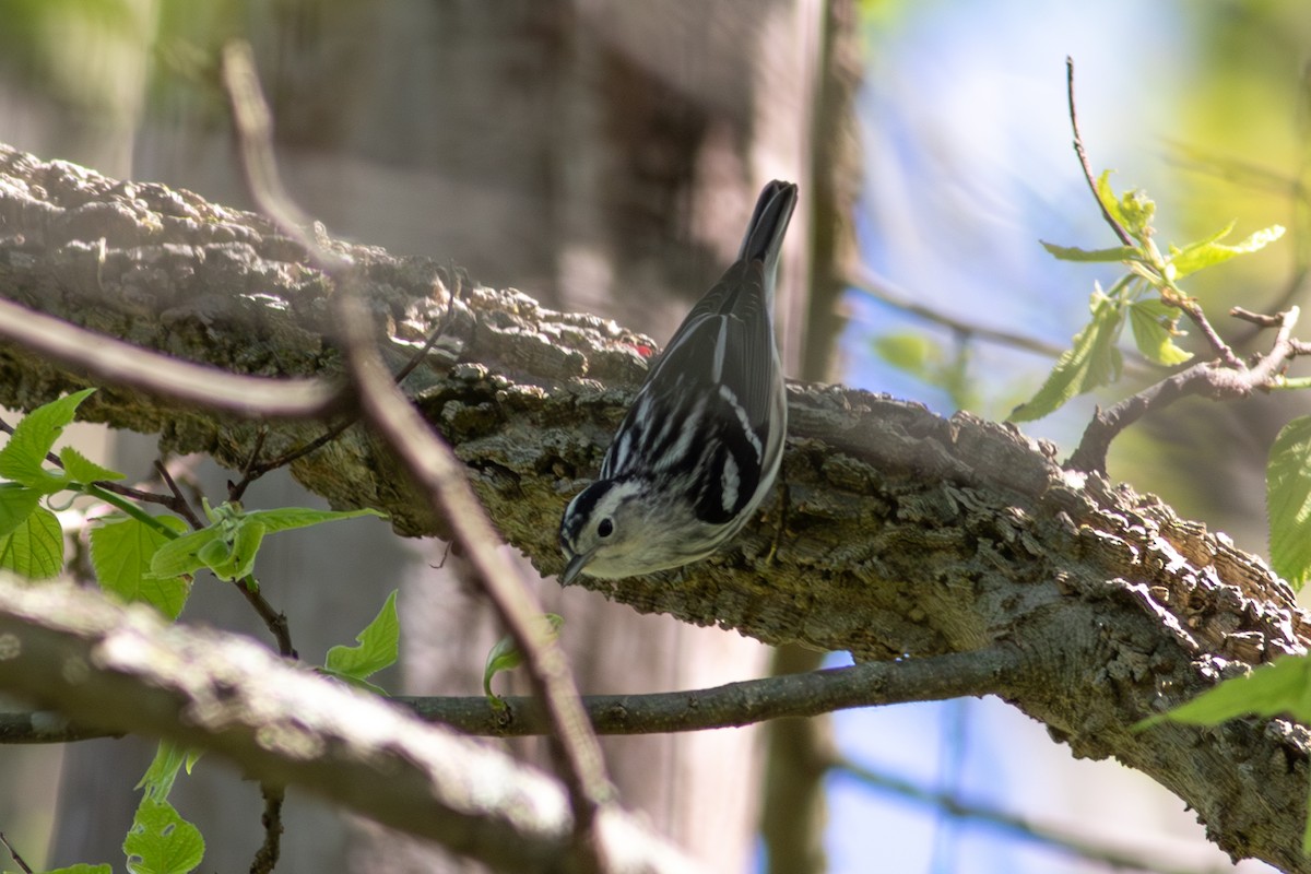 Black-and-white Warbler - ML618606605