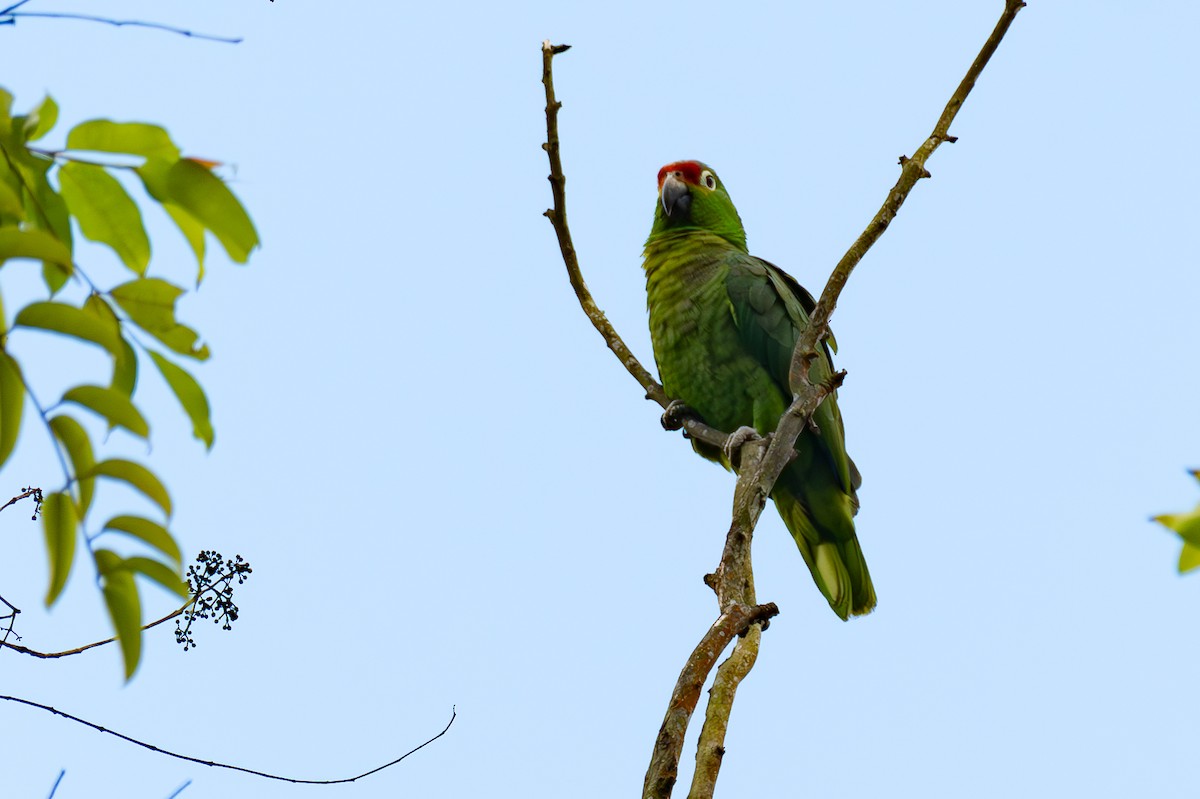 Red-lored Parrot - ML618606645