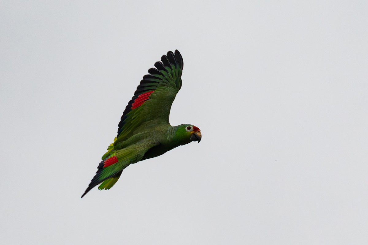 Red-lored Parrot - ML618606647