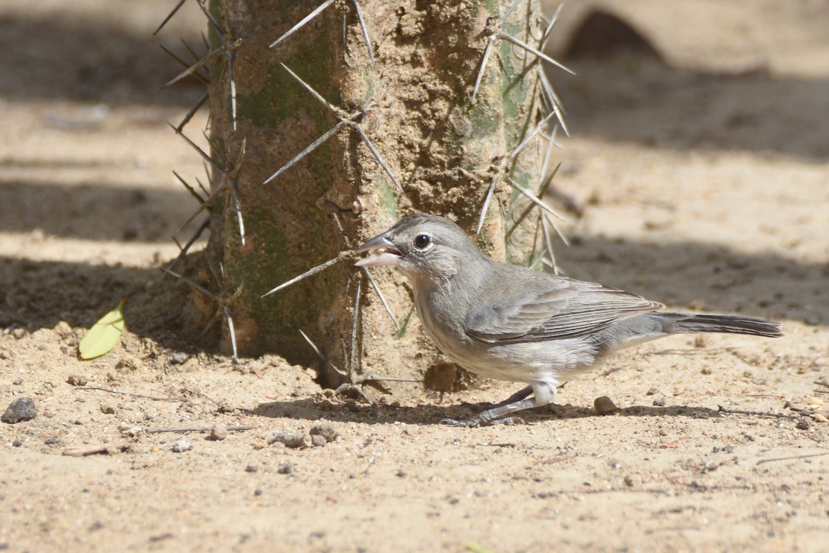 Pileated Finch - ML618606682