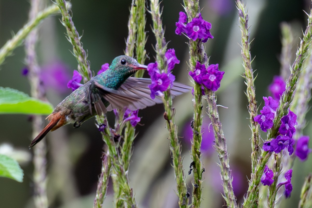 Rufous-tailed Hummingbird - ML618606690
