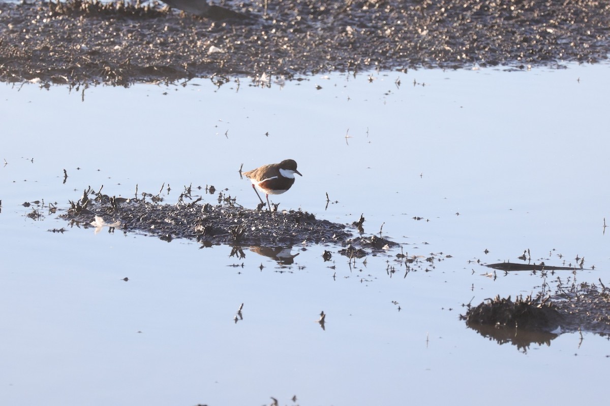 Red-kneed Dotterel - ML618606704