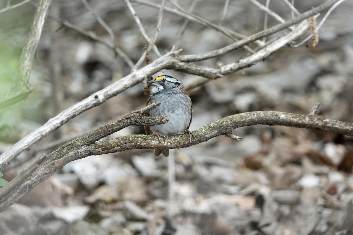 White-throated Sparrow - ML618606764