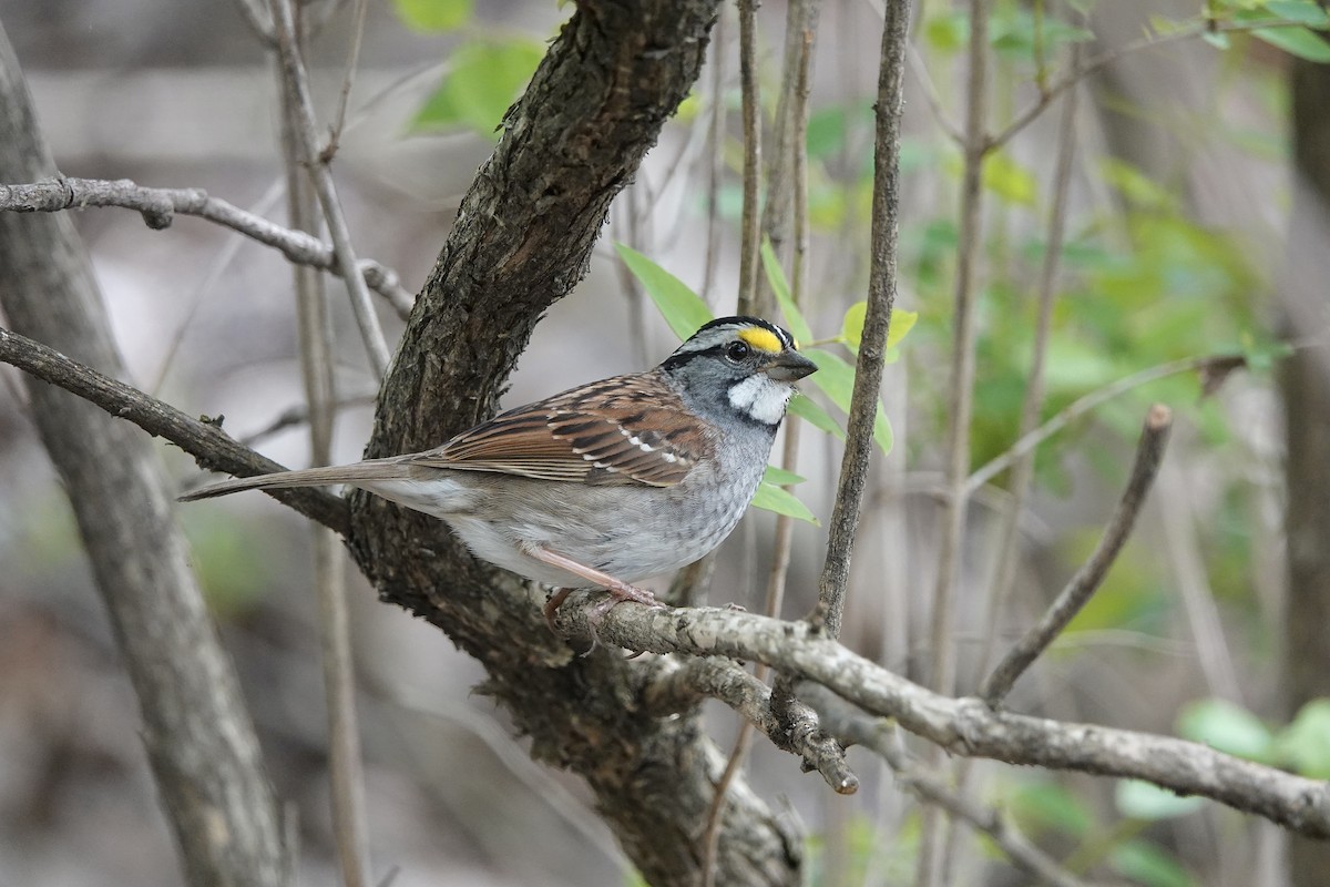 White-throated Sparrow - ML618606767