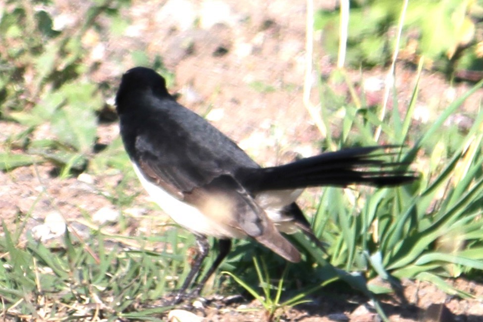 Willie-wagtail - ML618606902