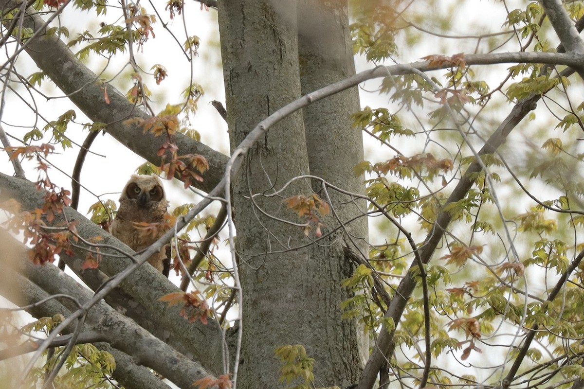 Great Horned Owl - ML618606916