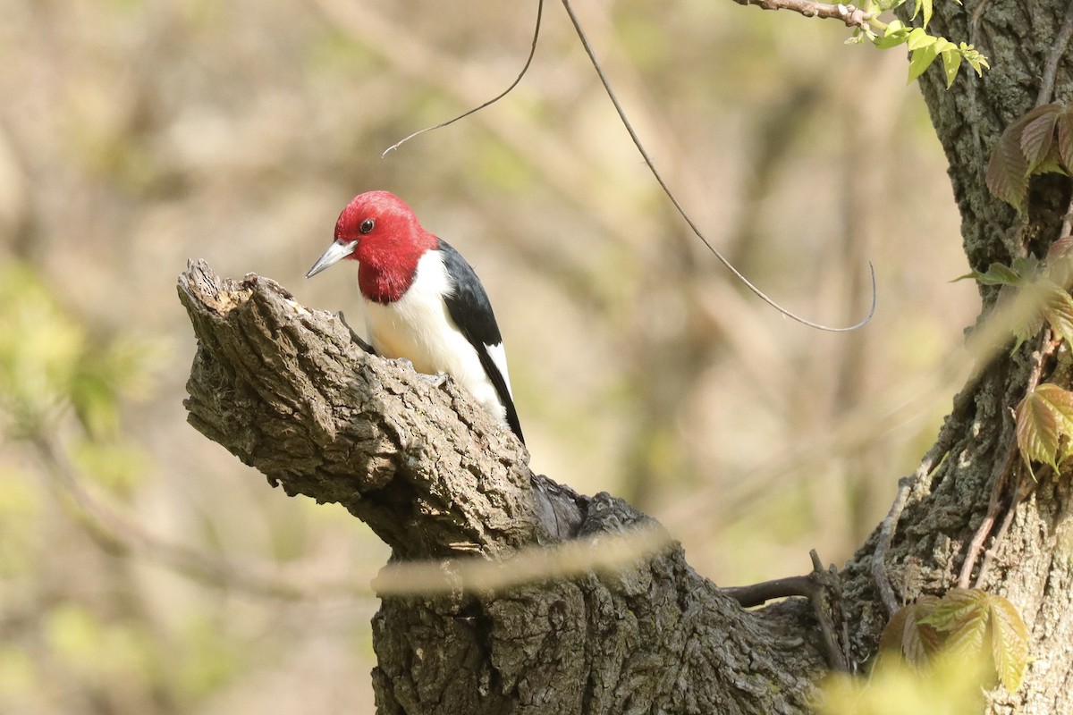 Red-headed Woodpecker - ML618606934