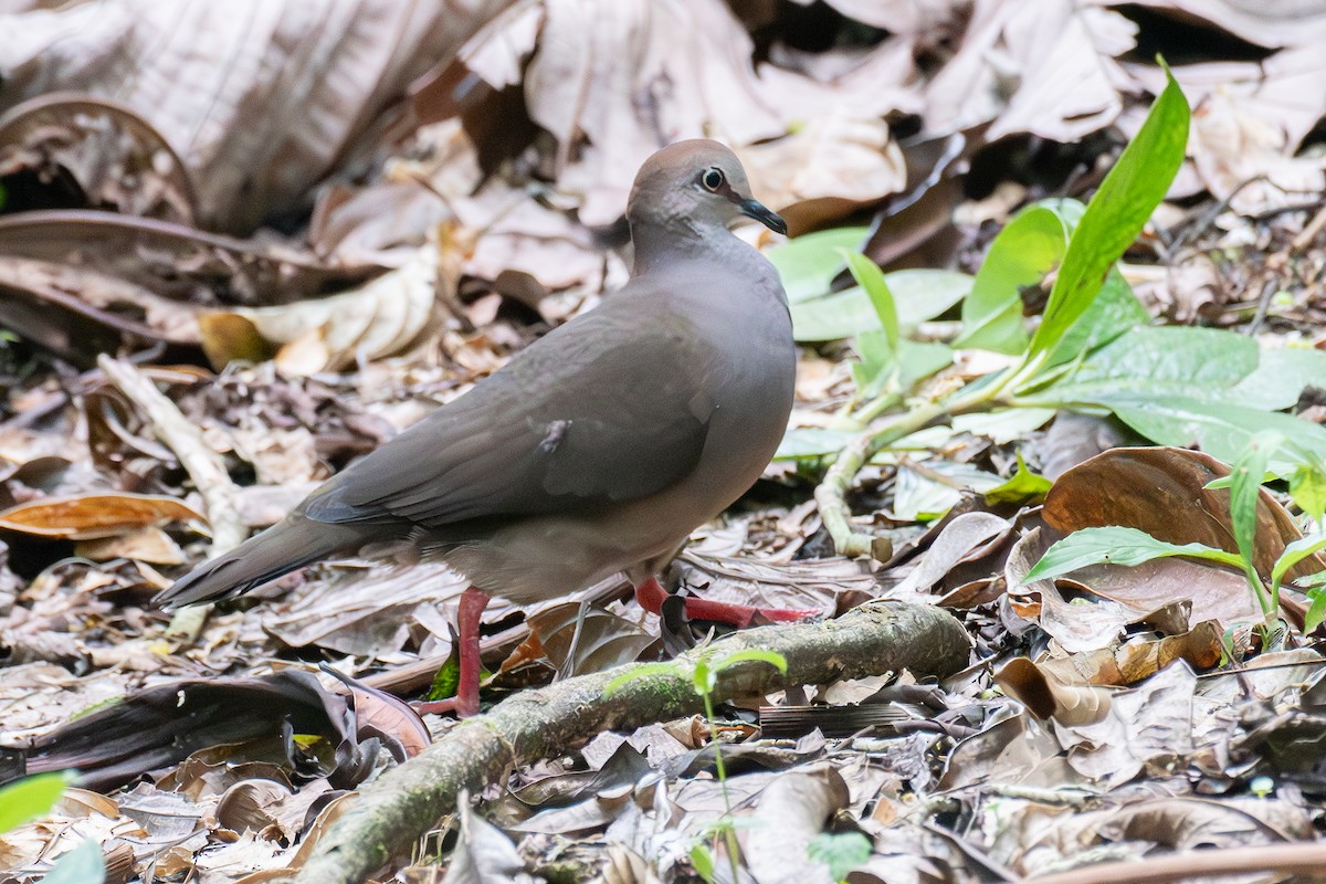 Gray-chested Dove - ML618606955