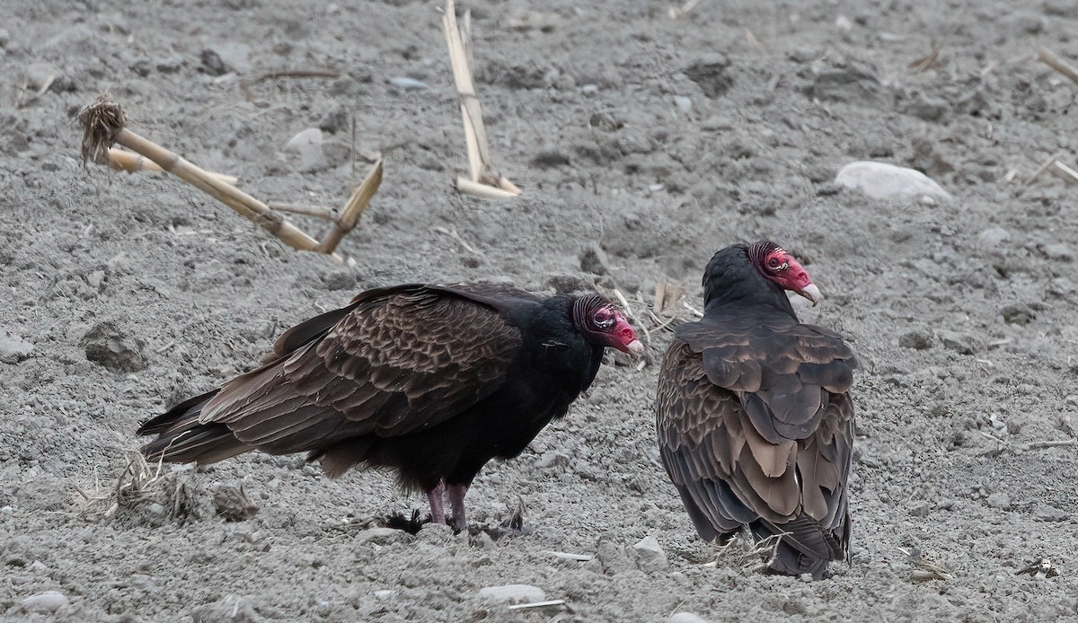 Turkey Vulture - ML618606986