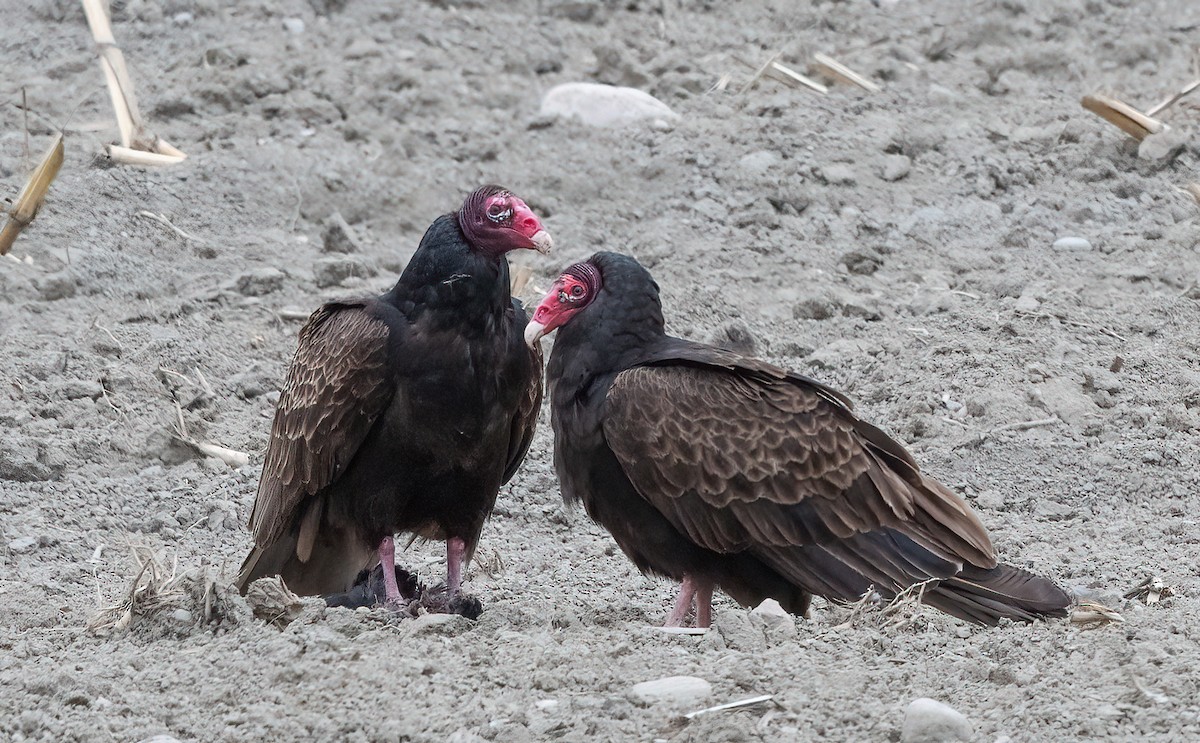 Turkey Vulture - ML618606988