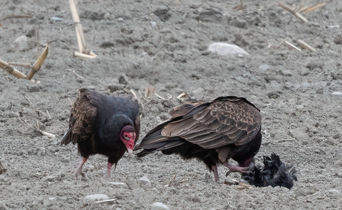 Turkey Vulture - ML618606991