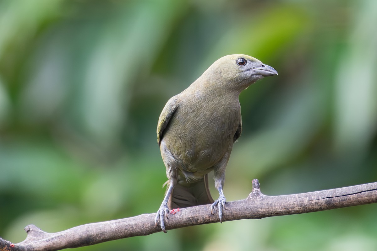 Palm Tanager - ML618607044