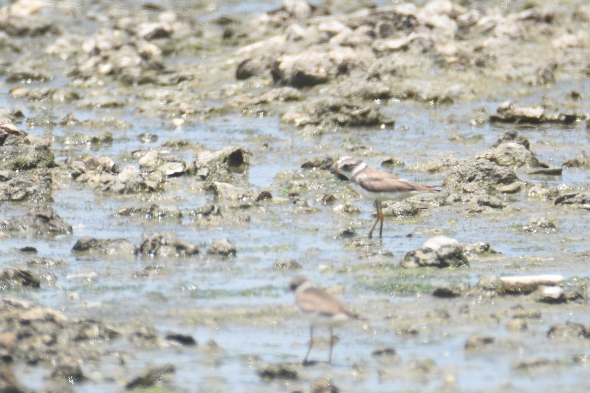 Semipalmated Plover - ML618607146