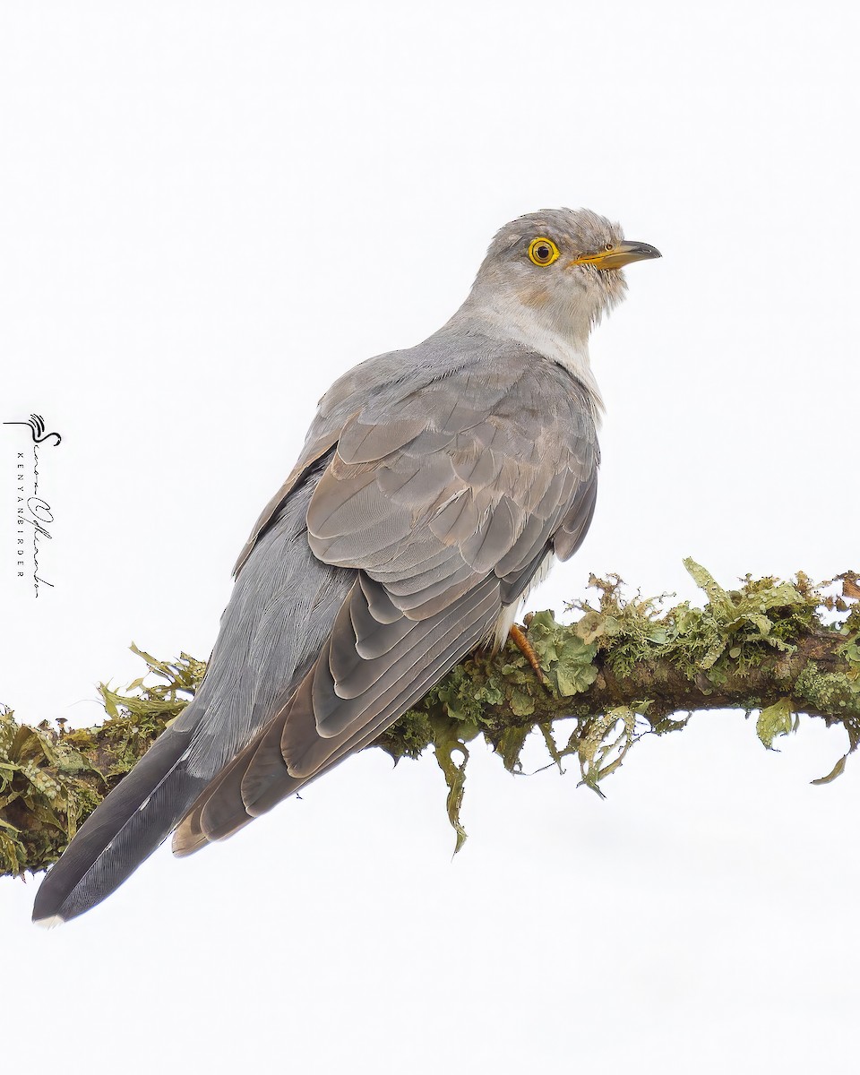 Common Cuckoo - ML618607160