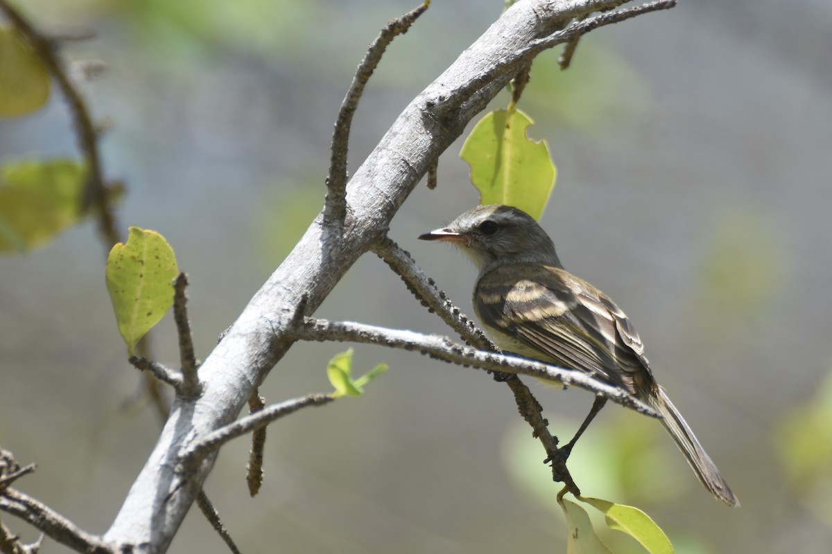 Northern Mouse-colored Tyrannulet - ML618607161