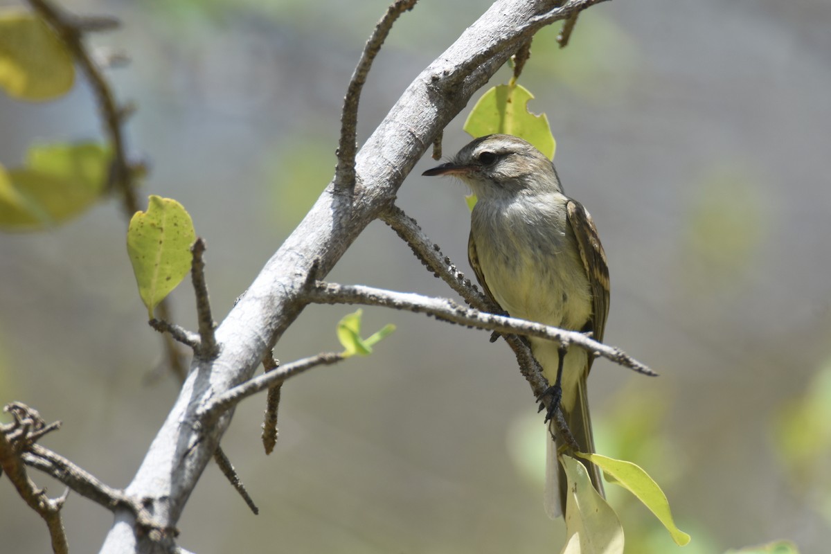 Northern Mouse-colored Tyrannulet - ML618607162