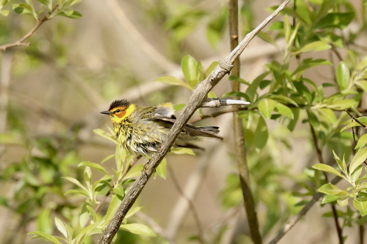 Cape May Warbler - ML618607190