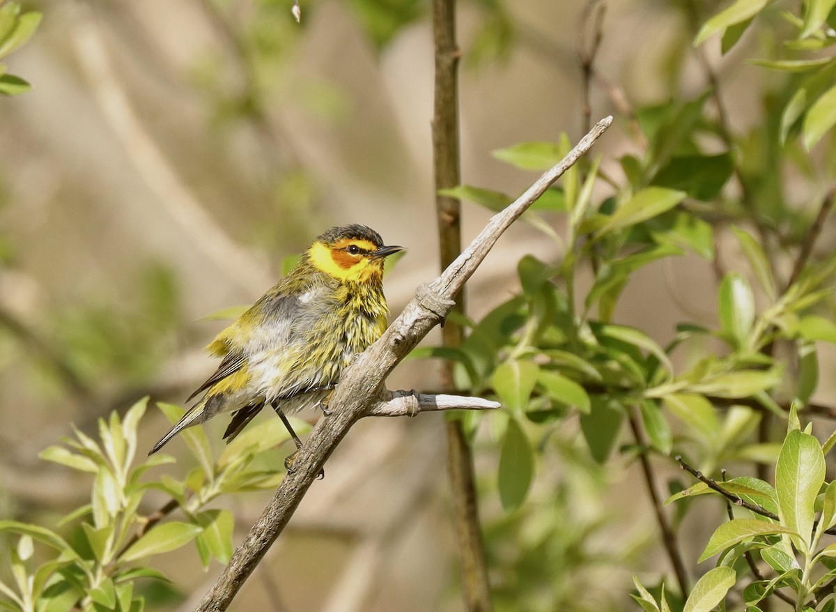 Cape May Warbler - ML618607191