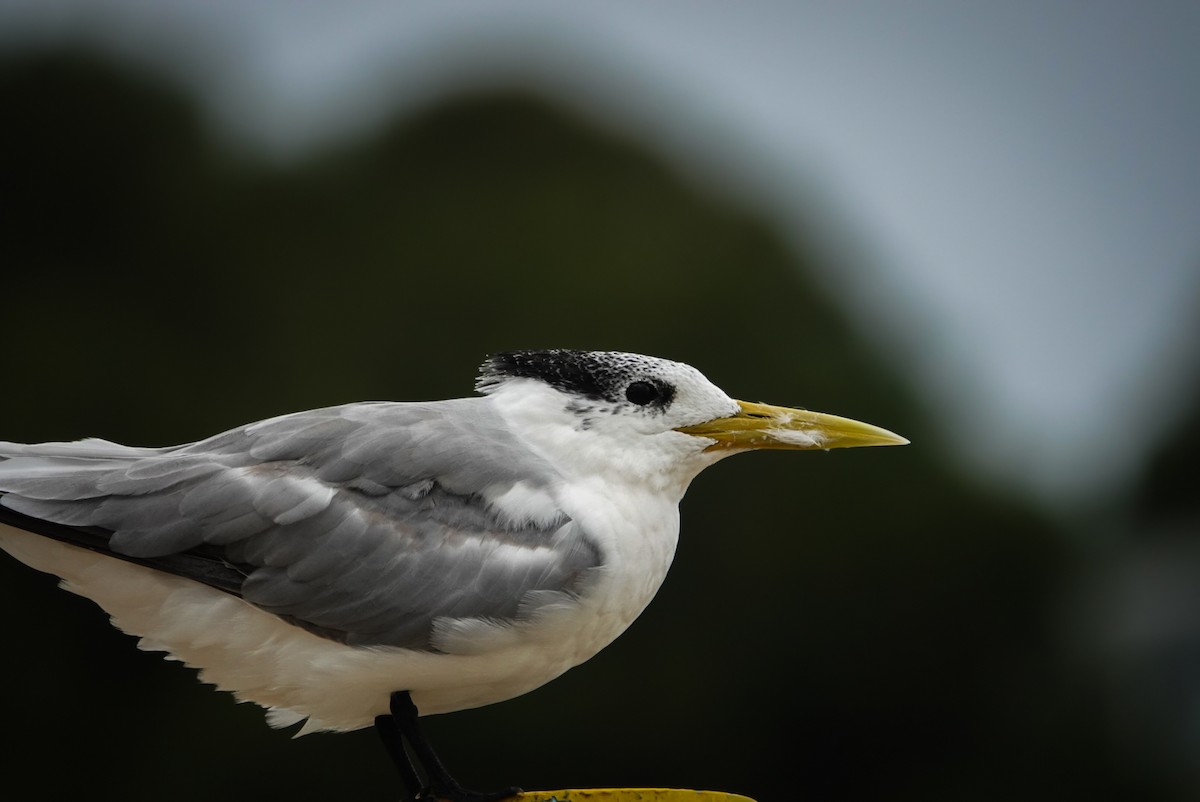 Great Crested Tern - ML618607233