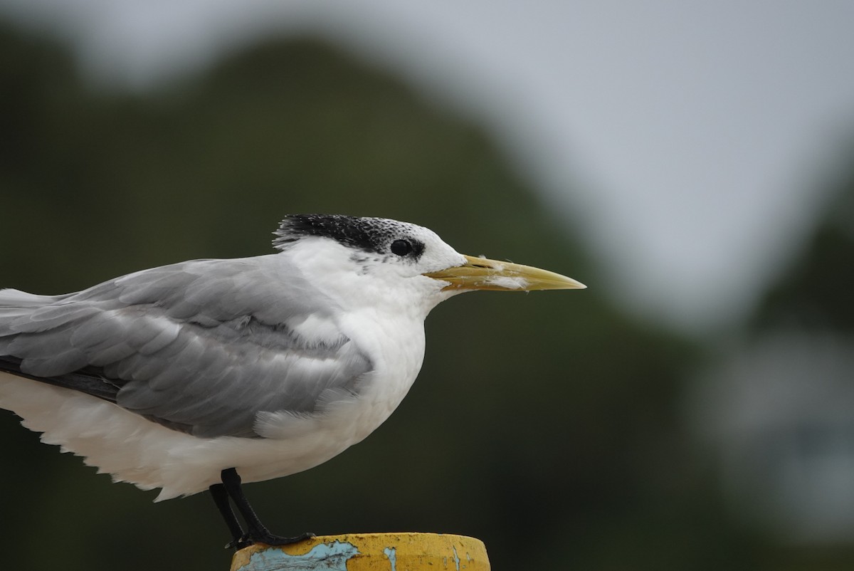 Great Crested Tern - ML618607234