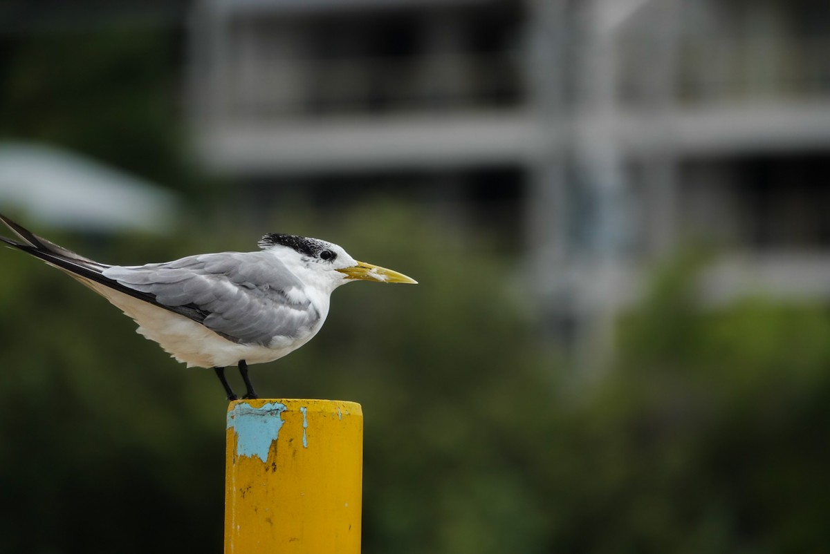 Great Crested Tern - ML618607235