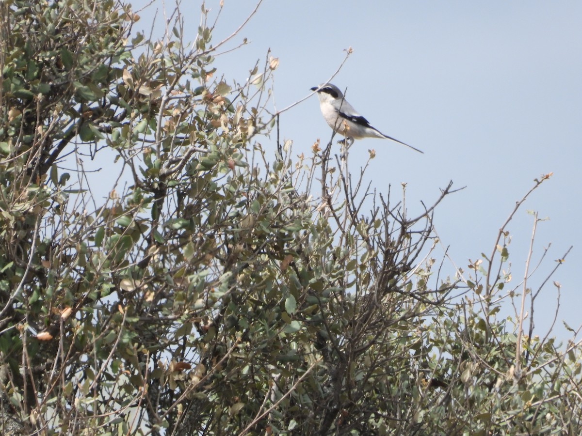 Iberian Gray Shrike - Jose Manuel Mouriño