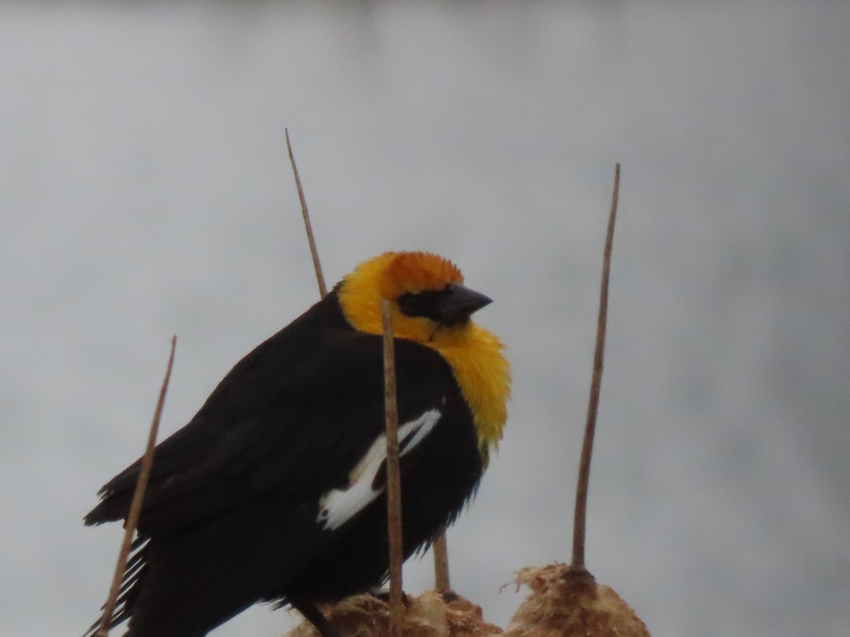 Yellow-headed Blackbird - ML618607303