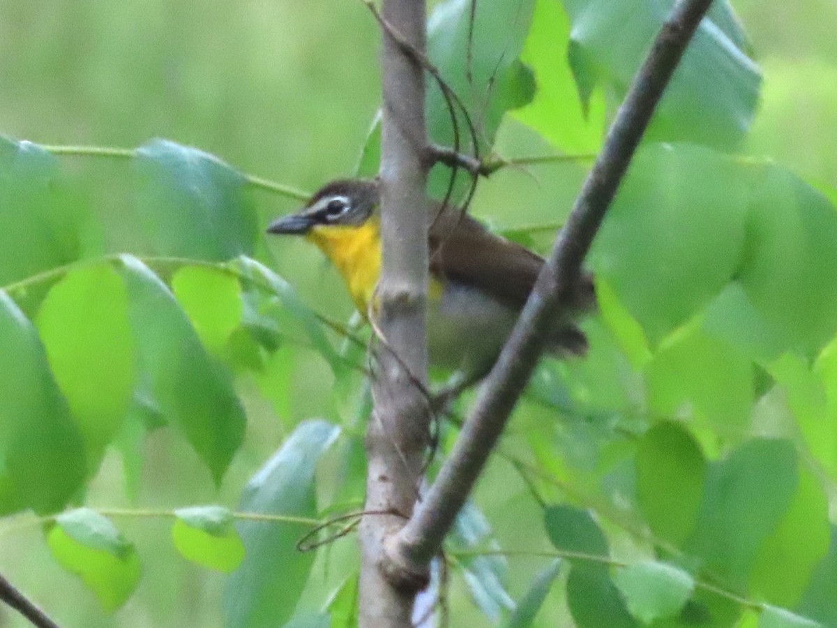 Yellow-breasted Chat - ML618607313