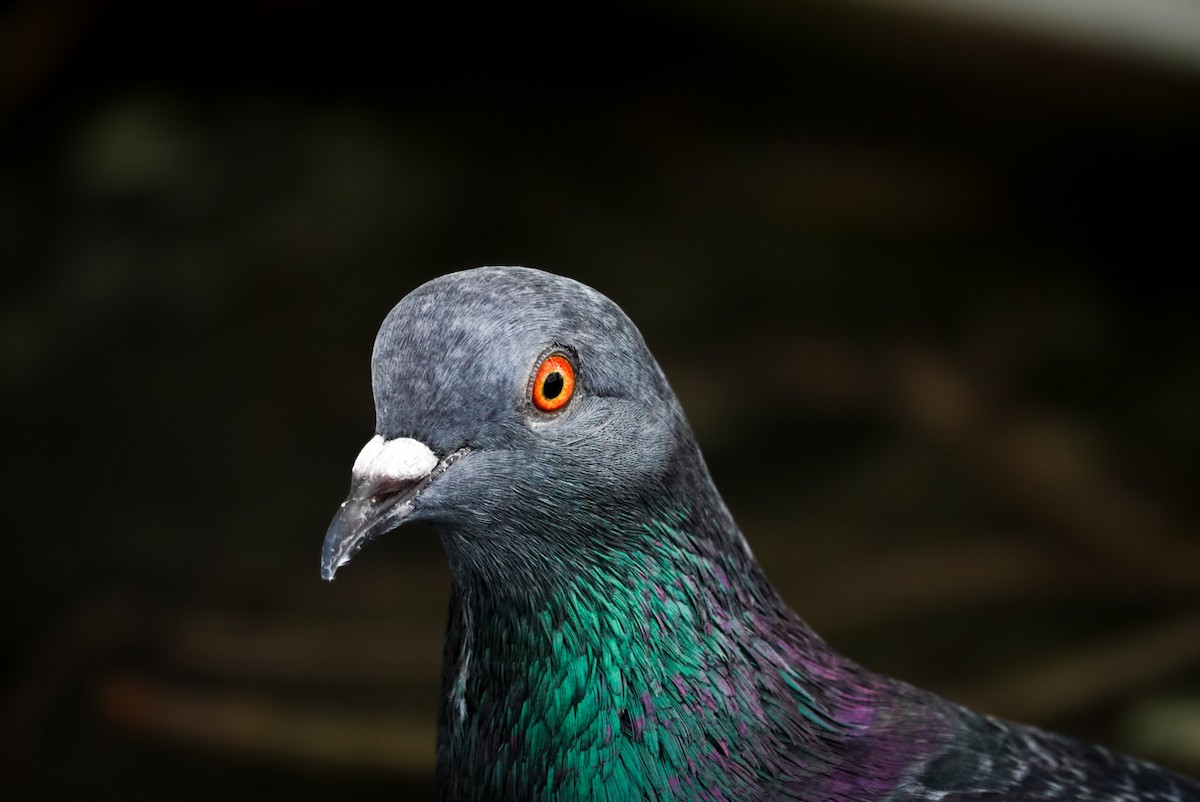 Pigeon biset (forme domestique) - ML618607315
