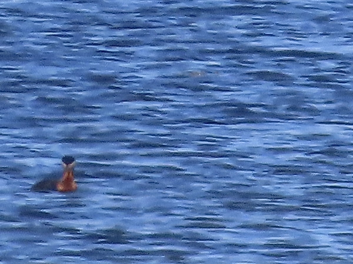 Red-necked Grebe - ML618607343