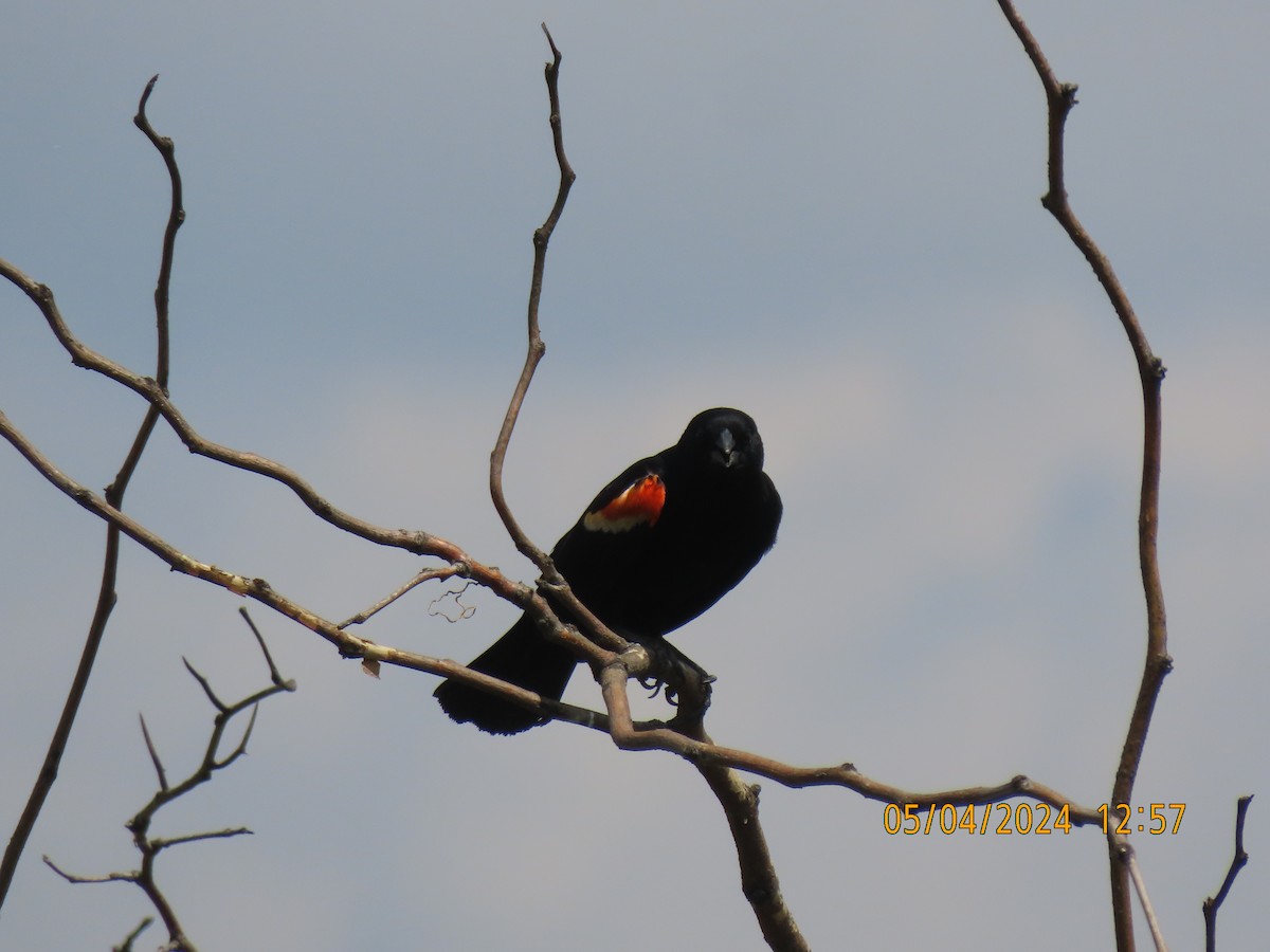 Red-winged Blackbird - ML618607367