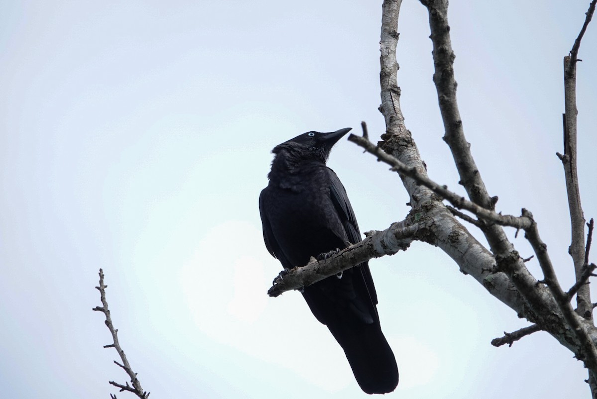 Torresian Crow - ML618607386